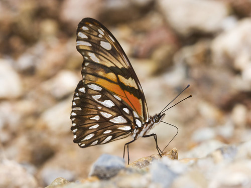 Juno Silverspot