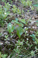 Lysimachia europaea
