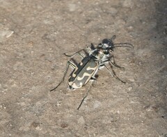 Cicindela tenuicincta