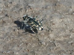 Cicindela tenuicincta