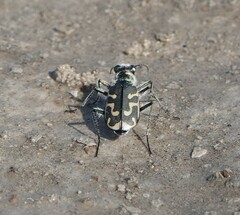 Cicindela tenuicincta