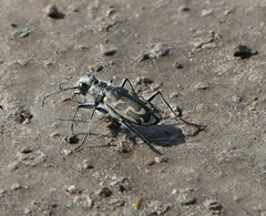 Cicindela tenuicincta