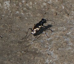 Cicindela willistoni