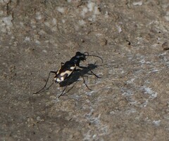 Cicindela willistoni