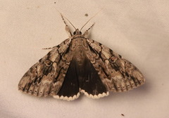 Catocala retecta