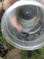 Synanthedon exitiosa