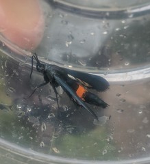 Synanthedon exitiosa