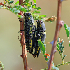 Hippomelas planicauda