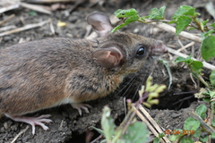 Peromyscus mexicanus
