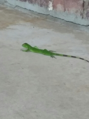 Iguana iguana
