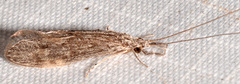Oecetis cinerascens
