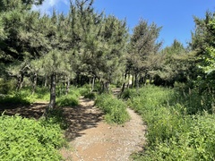 Pinus tabuliformis