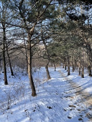 Pinus tabuliformis