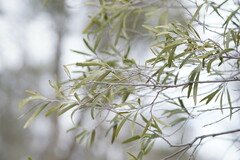 Alectryon oleifolius