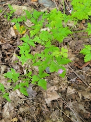 Geranium robertianum