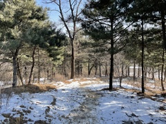 Pinus tabuliformis
