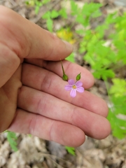 Geranium robertianum