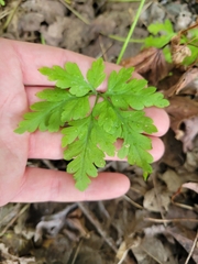 Geranium robertianum
