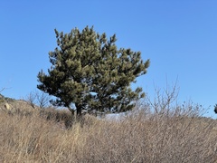 Pinus tabuliformis