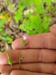 Geranium robertianum