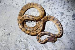Pareas formosensis