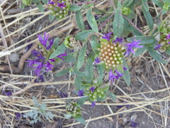 Monardella breweri lanceolata