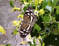 Anthanassa tulcis