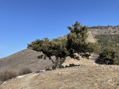 Pinus tabuliformis