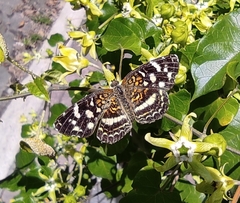 Anthanassa tulcis
