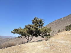 Pinus tabuliformis