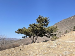 Pinus tabuliformis