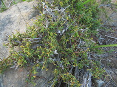 Calliandra chilensis