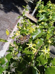 Anthanassa tulcis