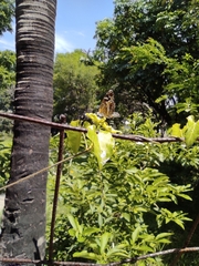Anthanassa tulcis
