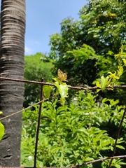 Anthanassa tulcis
