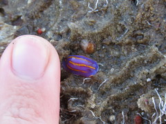 Felimida macfarlandi