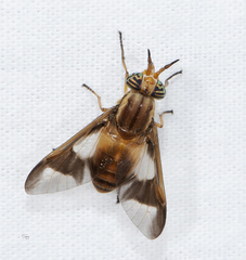 Chrysops celatus