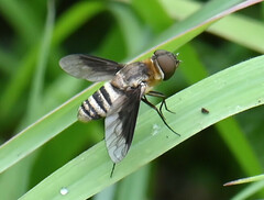 Exoprosopa brevirostris