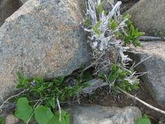Bridgesia incisifolia