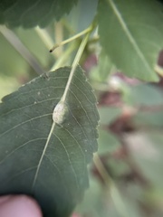 Neolasioptera impatientifolia