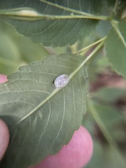 Neolasioptera impatientifolia