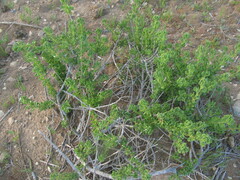 Ophryosporus triangularis