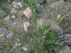 Balbisia peduncularis