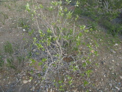 Spinoliva ilicifolia