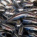 Striped Eel Catfish - Photo (c) Blogie Robillo, some rights reserved (CC BY-NC-ND), uploaded by Blogie Robillo
