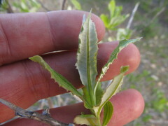 Spinoliva ilicifolia