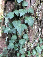 Hedera rhombea