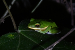 Zhangixalus leucofasciatus