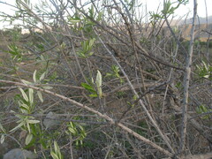 Spinoliva ilicifolia