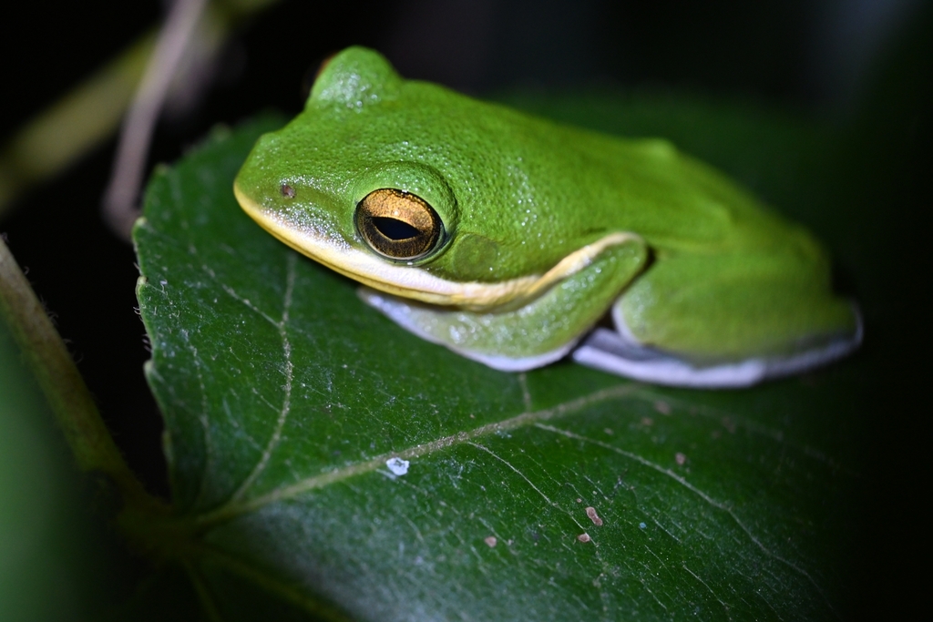 White-Striped Treefrog